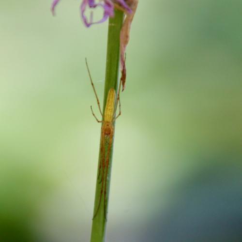Tetragnatha sp.